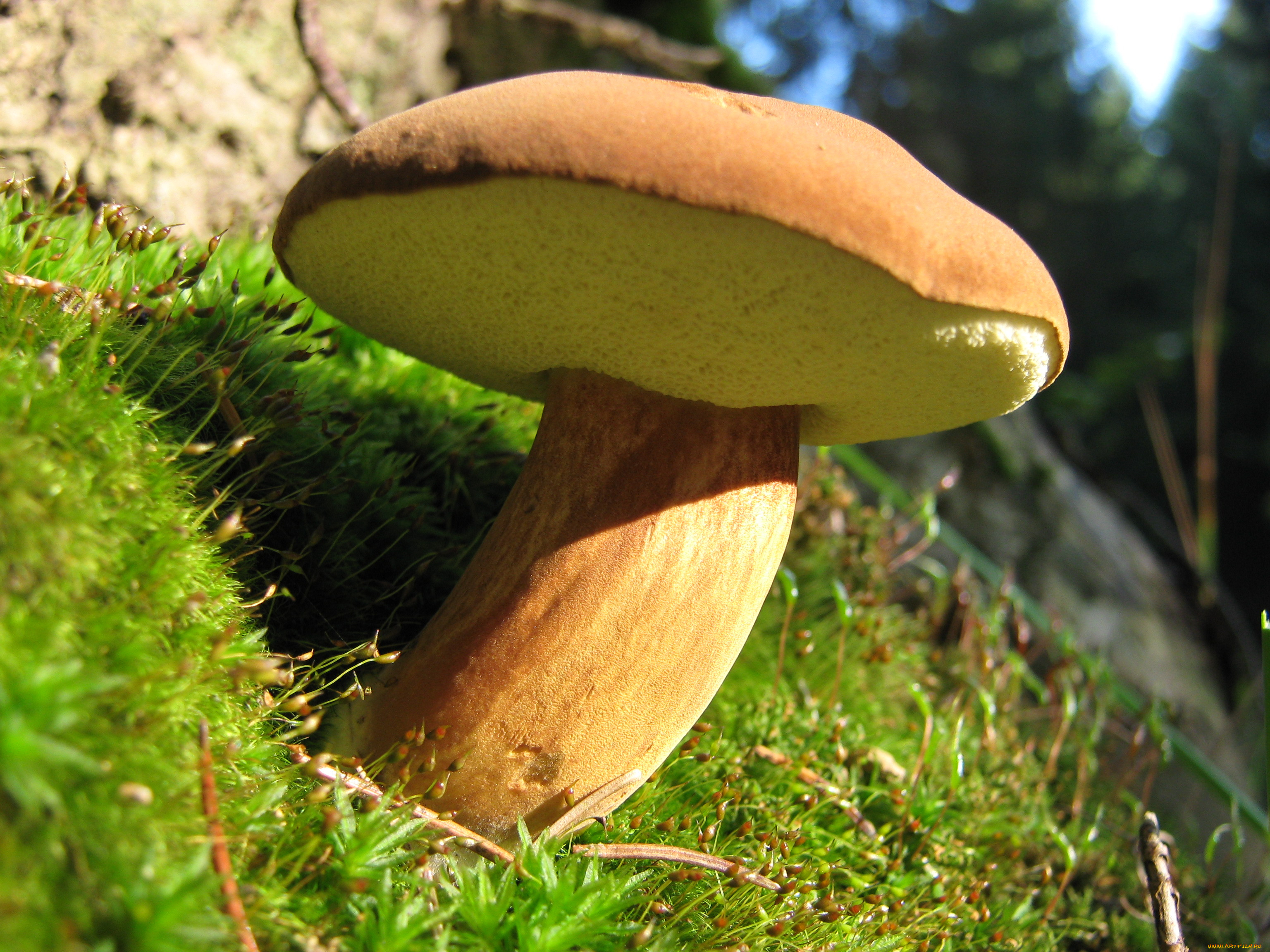 Польский гриб (Xerocomus badius)